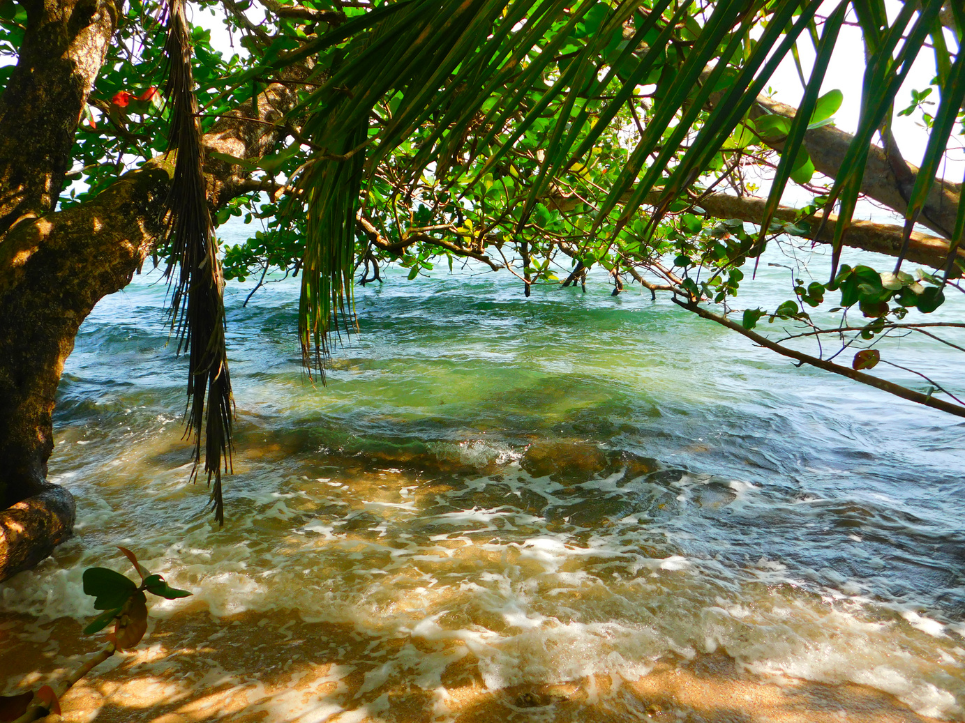 Beautiful colors to join the sea and Jungle, Cahuita, Costa Rica